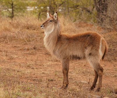 Waterbok / Waterbuck