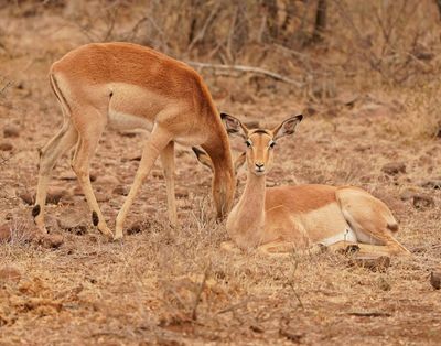 Rooibok / Impala