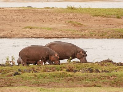 Seekoei / Hippo