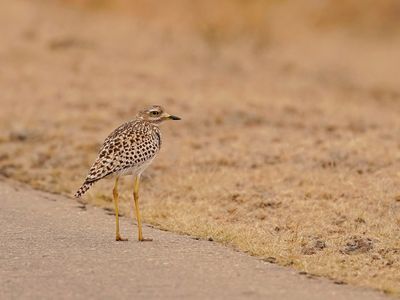 Gewone Dikkop / Spotted Thick-knee