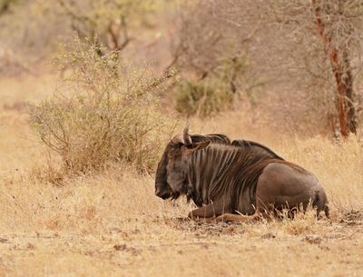 Blouwildebees / Blue Wildebeest