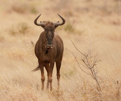 Blouwildebees / Blue Wildebeest