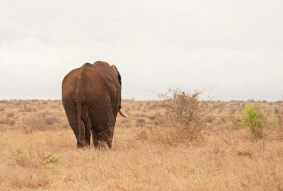 Afrika Olifant / African Elephant