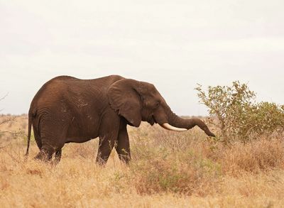 Afrika Olifant / African Elephant