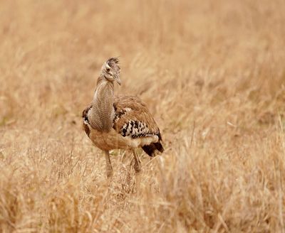 Gompou / Kori Bustard