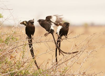 Langstertlaksman / Magpie Shrike