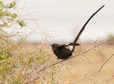 Langstertlaksman / Magpie Shrike
