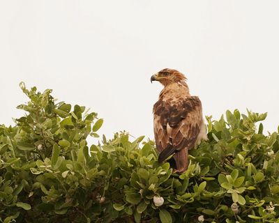 Roofarend / Tawny Eagle