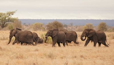 Afrika Olifant / African Elephant