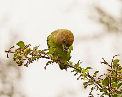 Bruinkoppapegaai / Brown-headed Parrot