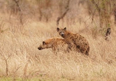Gevlekte Hiëna / Spotted Hyena