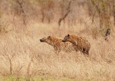 Gevlekte Hiëna / Spotted Hyena