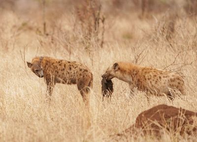 Gevlekte Hiëna / Spotted Hyena