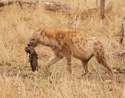 Gevlekte Hiëna / Spotted Hyena