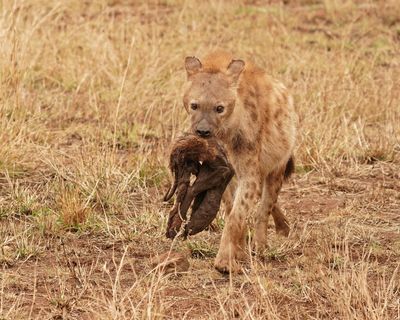 Gevlekte Hiëna / Spotted Hyena