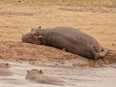 Seekoei / Hippo