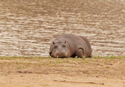 Seekoei / Hippo