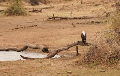 Visarend / African Fish Eagle