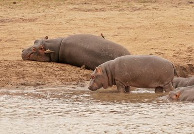 Seekoei / Hippo