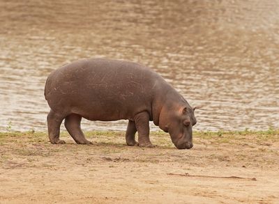 Seekoei / Hippo
