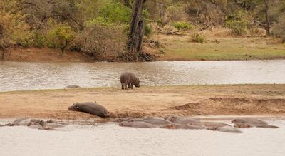 Seekoei / Hippo