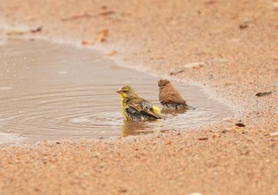 Geekoogkanarie / Yellow-fronted Canary