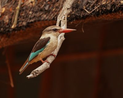 Bruinkopvisvanger / Brown-hooded Kingfisher