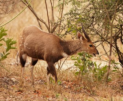 Bosbok / Bushbuck