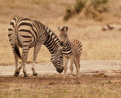Sebra / Common Zebra