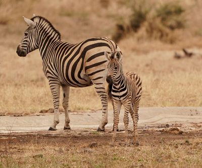 Sebra / Common Zebra