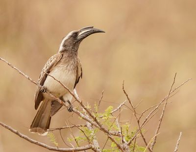 Grysneushoringvoël / African Grey Hornbill