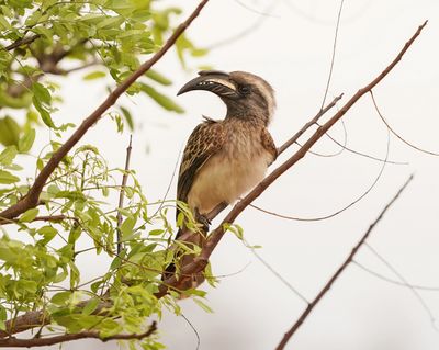 Grysneushoringvoël / African Grey Hornbill