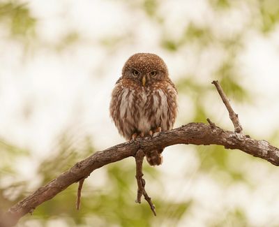 Witkoluil / Pearl-spotted Owl