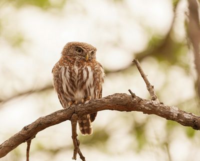 Witkoluil / Pearl-spotted Owl