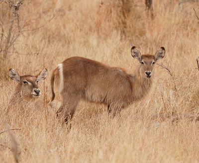 Waterbok / Waterbuck