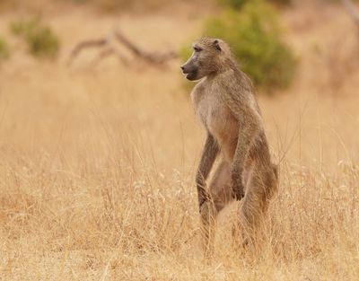 Kaapse bobbejaan / Cape Baboon
