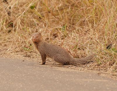 Swartkwasmuishond / Slender Mongoose