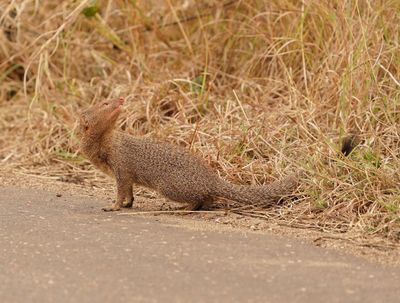 Swartkwasmuishond / Slender Mongoose