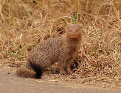 Swartkwasmuishond / Slender Mongoose