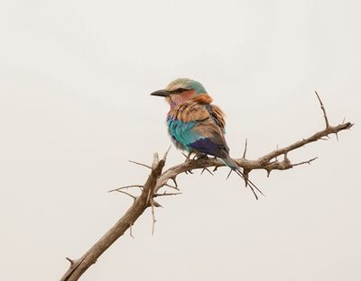 Gewone Troupant / Lilac-breasted Roller