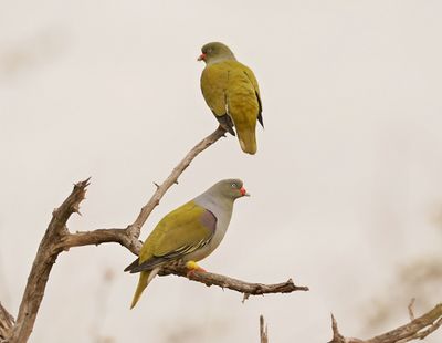 Papegaaiduif / African Green Pigeon