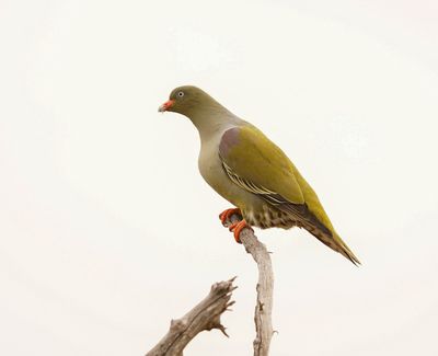Papegaaiduif / African Green Pigeon
