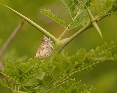 Wolpootjie / Common Woolly Legs
