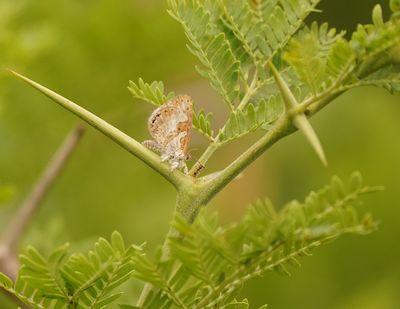 Wolpootjie / Common Woolly Legs