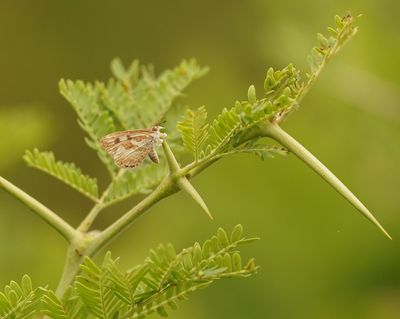 Wolpootjie / Common Woolly Legs