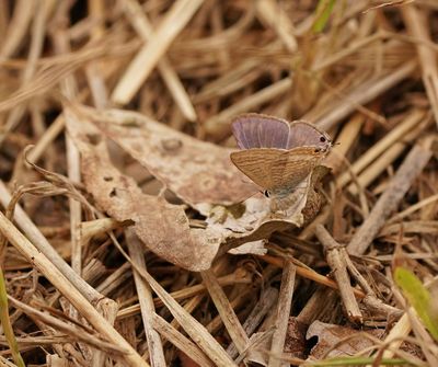 Ertjiebloutjie / Long-tailed Blue