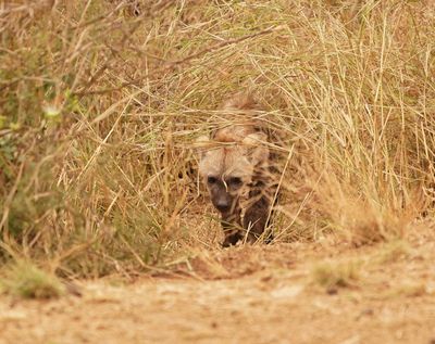 Gevlekte Hiëna / Spotted Hyena
