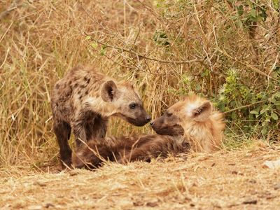 Gevlekte Hiëna / Spotted Hyena