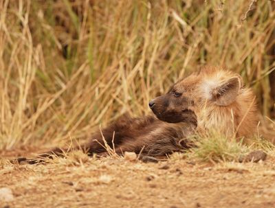 Gevlekte Hiëna / Spotted Hyena