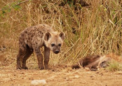Gevlekte Hiëna / Spotted Hyena